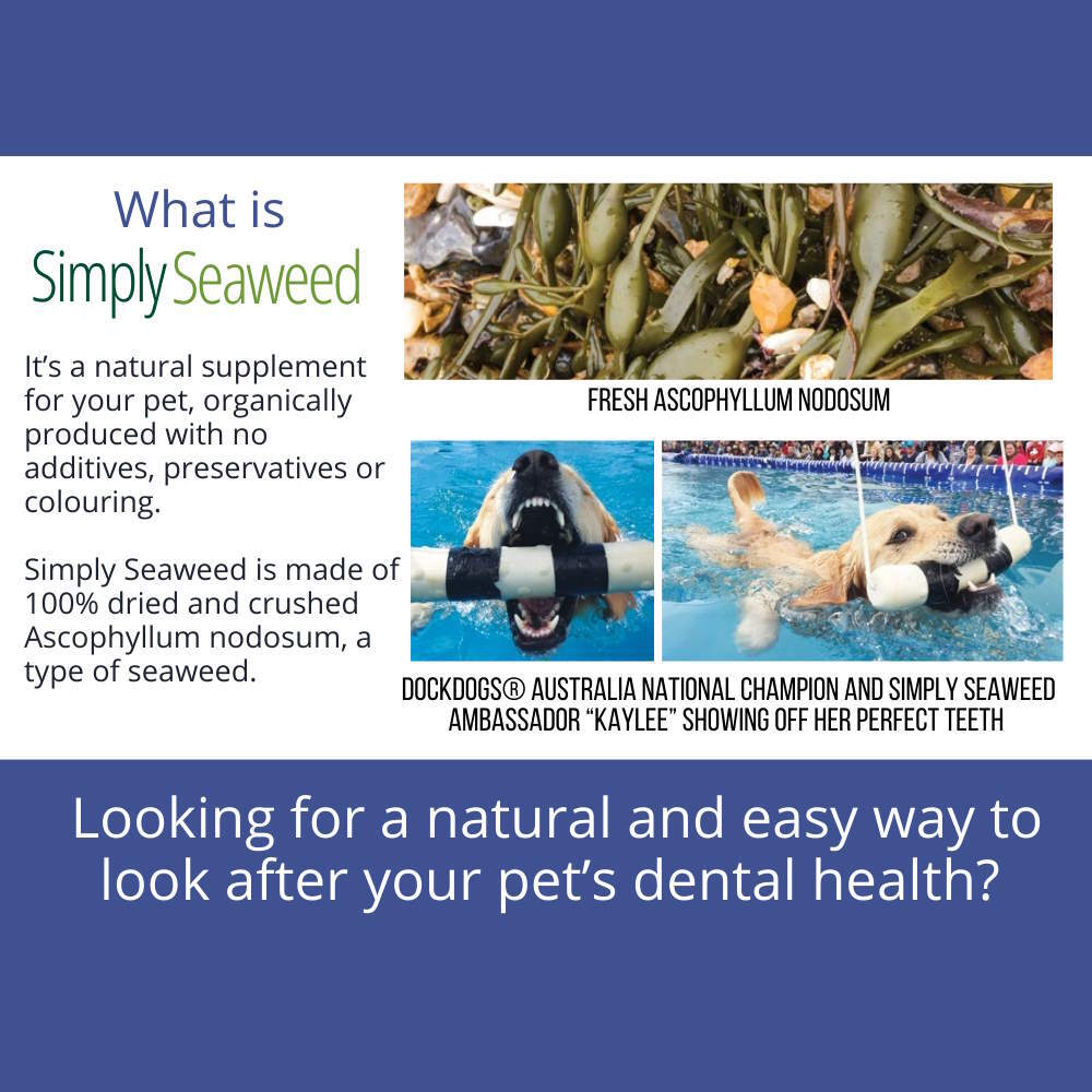 Simply Seaweed Dental Supplement for Dogs & Cats – 100% Organic Ascophyllum - 40g - Pet Supplement - Cat N Dog Shop