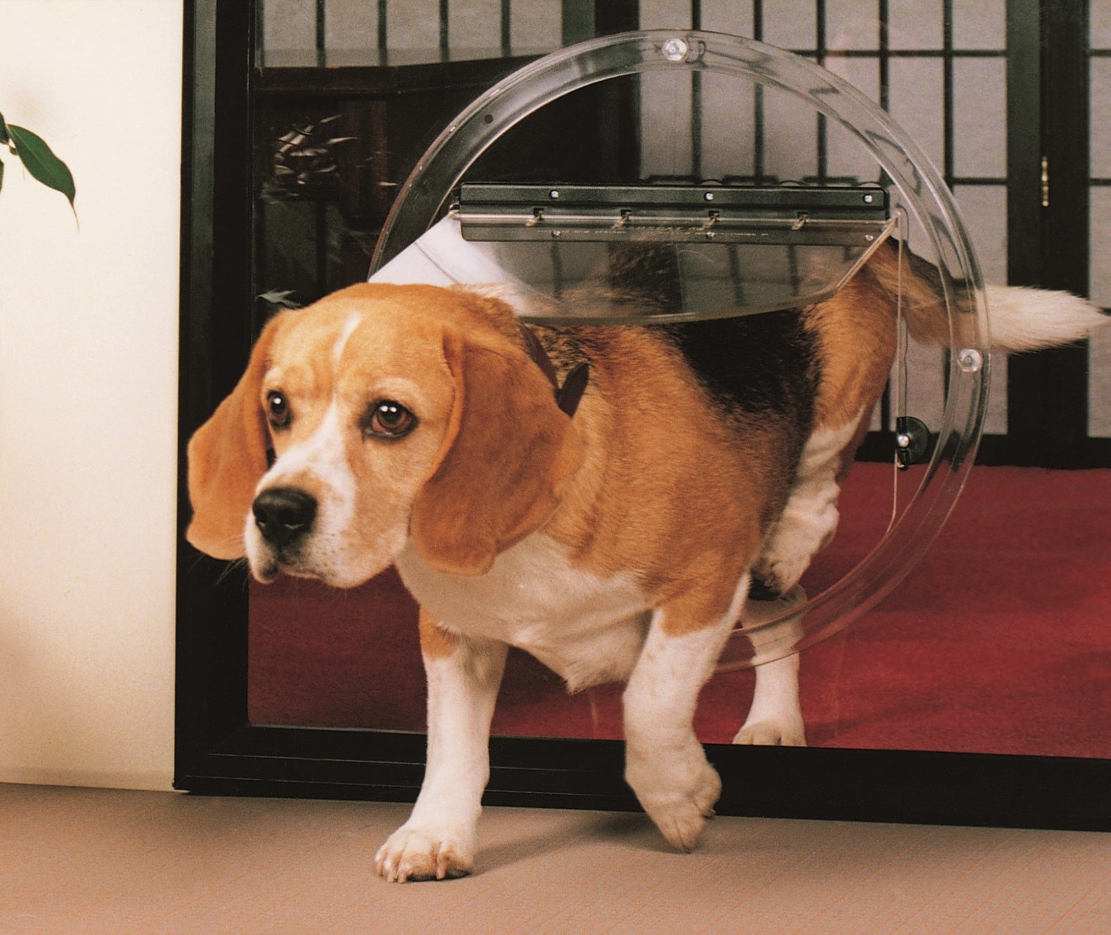 Transcat Large Clear Dog Door for Glass or Wood - 4 Way Lock NZ Made - Default Title - Pet Door - Cat N Dog Shop