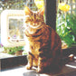 Transcat Cat Door White Pet Door for Glass/Wood 4-Way Lock NZ Made - Default Title - Pet Door - Cat N Dog Shop