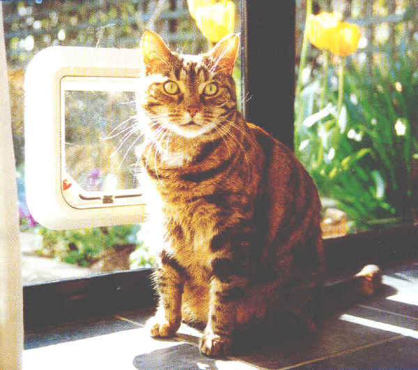 Transcat Cat Door White Pet Door for Glass/Wood 4-Way Lock NZ Made - Default Title - Pet Door - Cat N Dog Shop