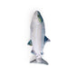 Jittering Sardine Cat Toy Flopping Dancing Fish + Catnip Silvervine Electric USB - Default Title - Pet Care > Toys > Cat Toys - Cat N Dog Shop